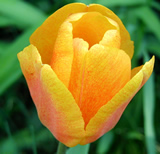 Spring tulip